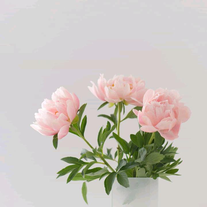 金秋小叶子