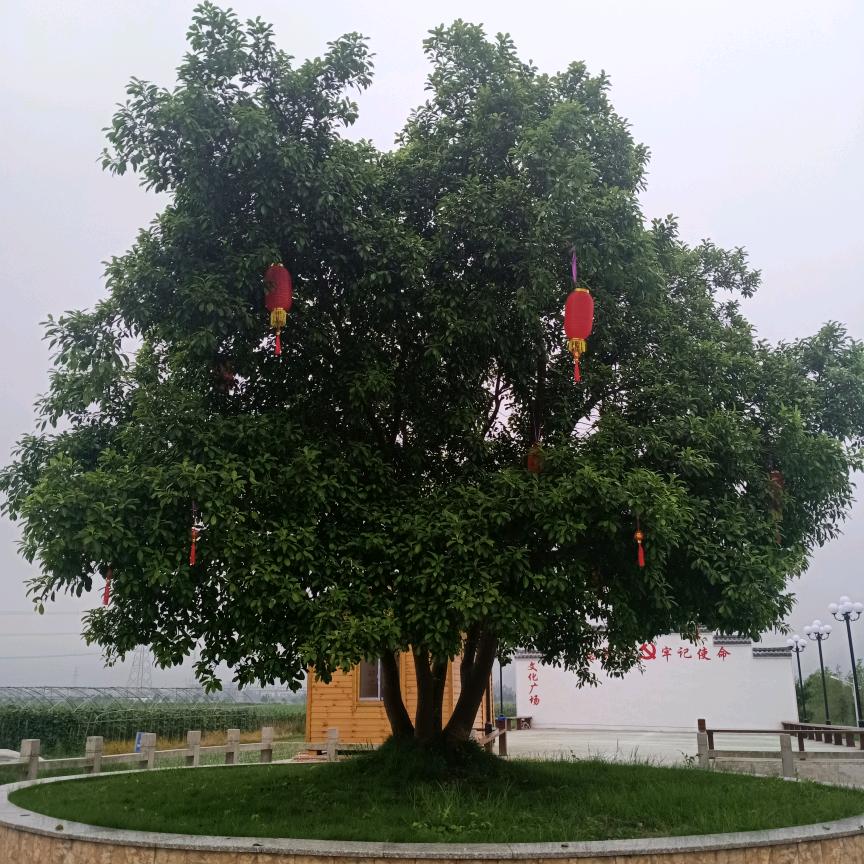 缘份