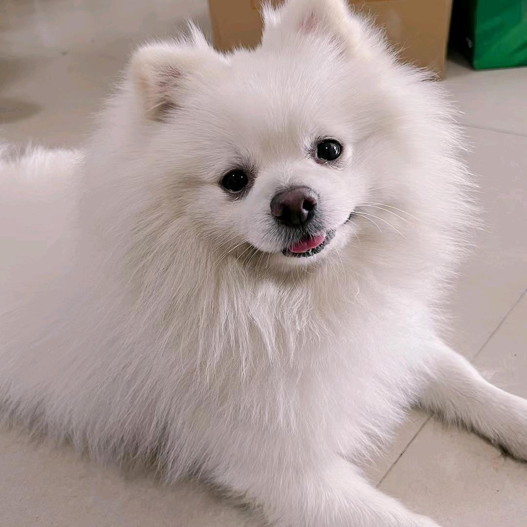 瑶瑶不吃糖