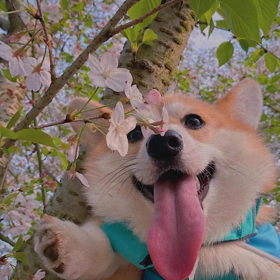 草莓味的宇轩