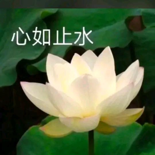 真爱