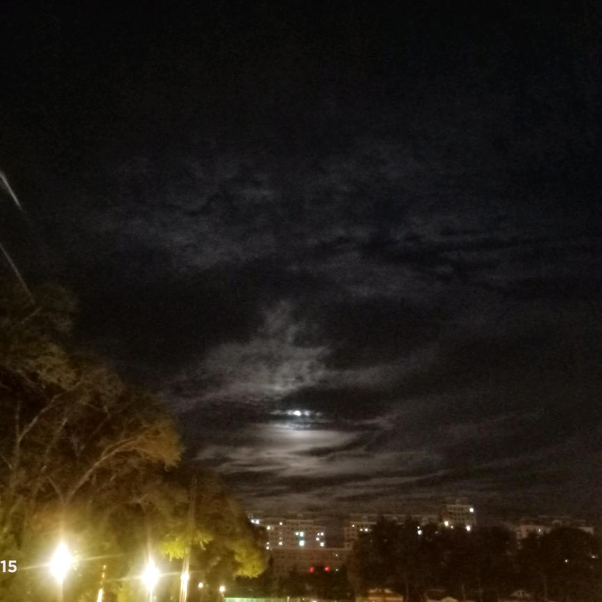 巷尾鹿