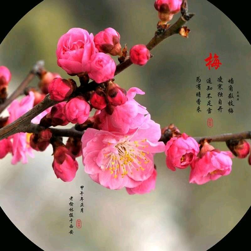 Llang傲雪寒梅🌸