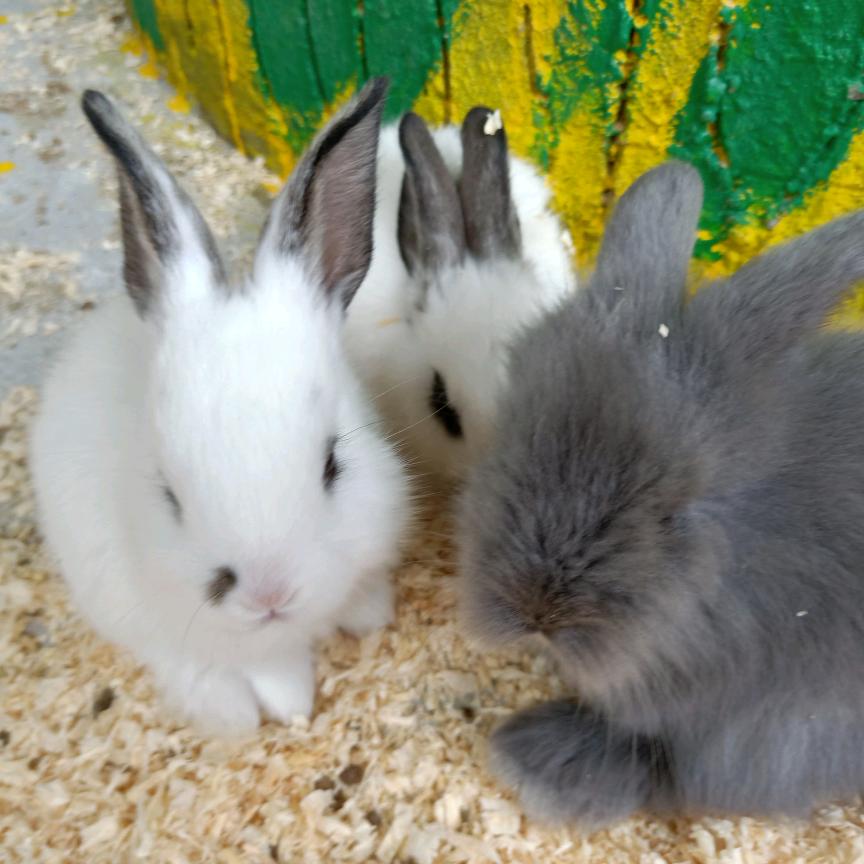 ༄ཉཾ骑着蚂蚁飙高速༂༗࿐