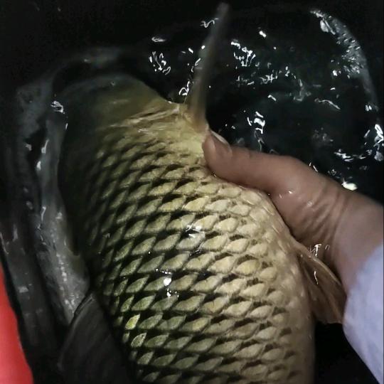 勇哥-钓鱼🎣🦈