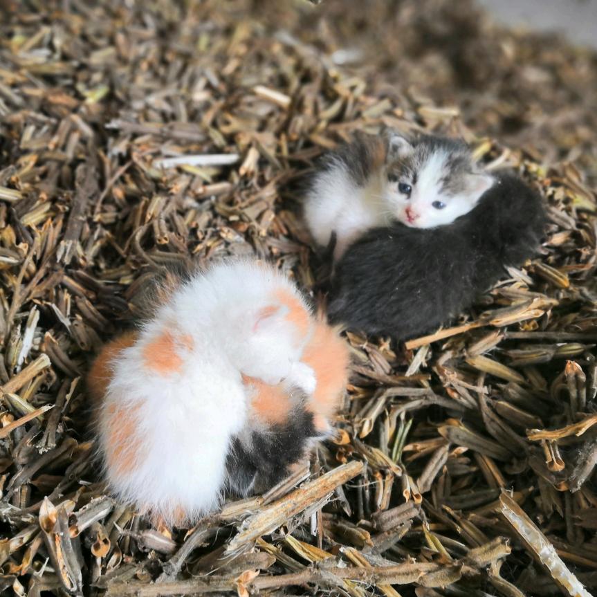 🦹¹ᶟ₁₄黄金时代姚不可及🦋꧔ꦿ᭄?