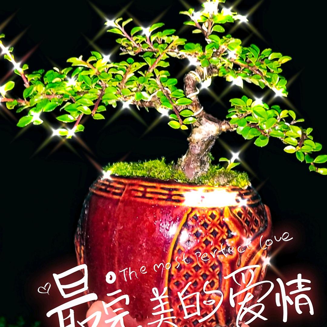 峡缘盆景阿辉