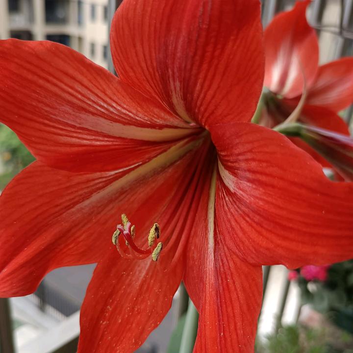 颖勇（阳台养花记录美好生活)