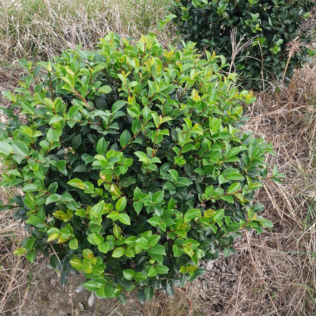 北仑柴桥建岙花木臻选阁