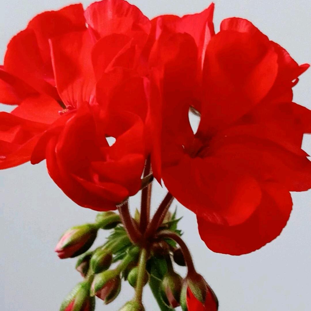 菊🌸🌹💐🌷