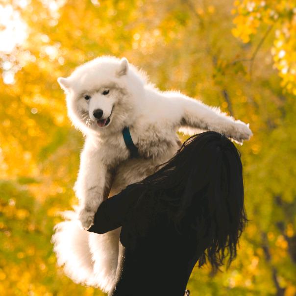 训犬师莹莹