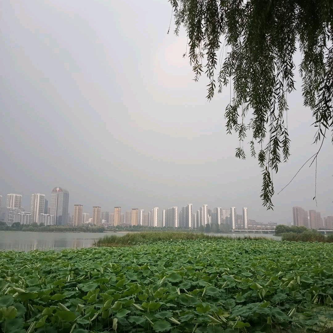 Hi月光下的凤尾竹