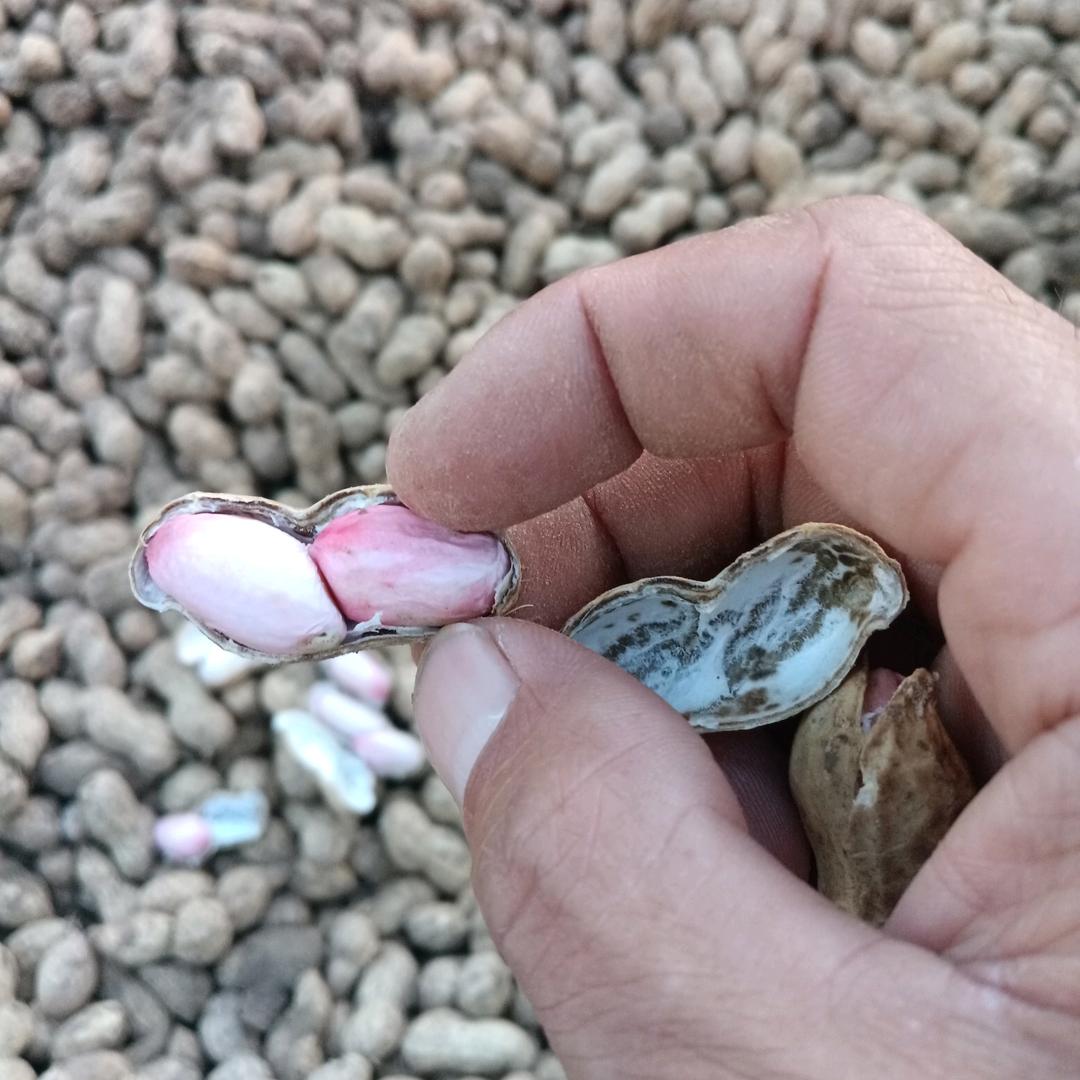 大蒜之乡《志学蒜业》淮阳区南志学农产品