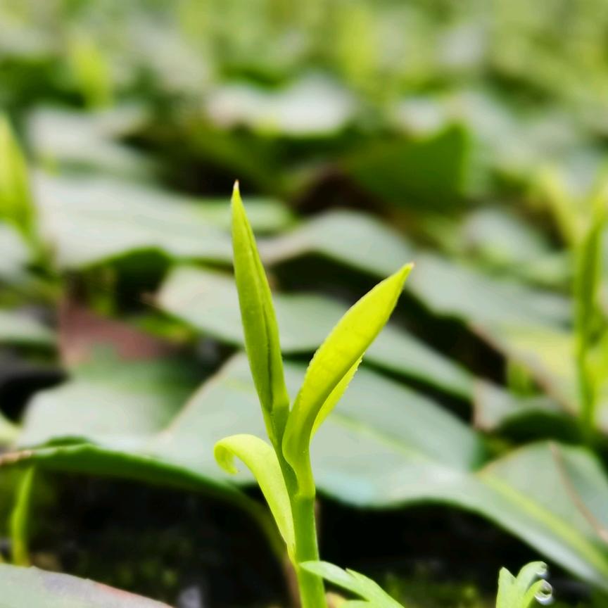 十堰茶事