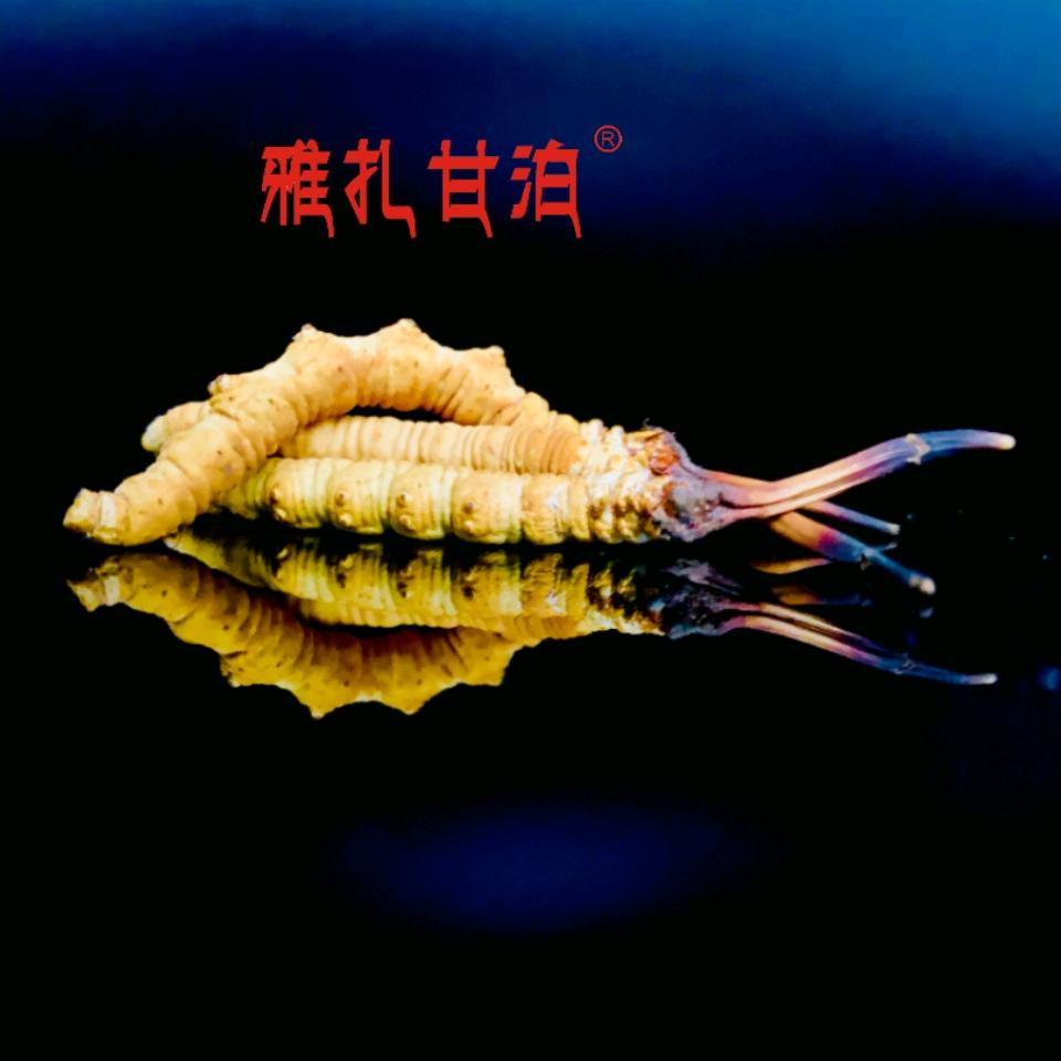 雅扎甘泊