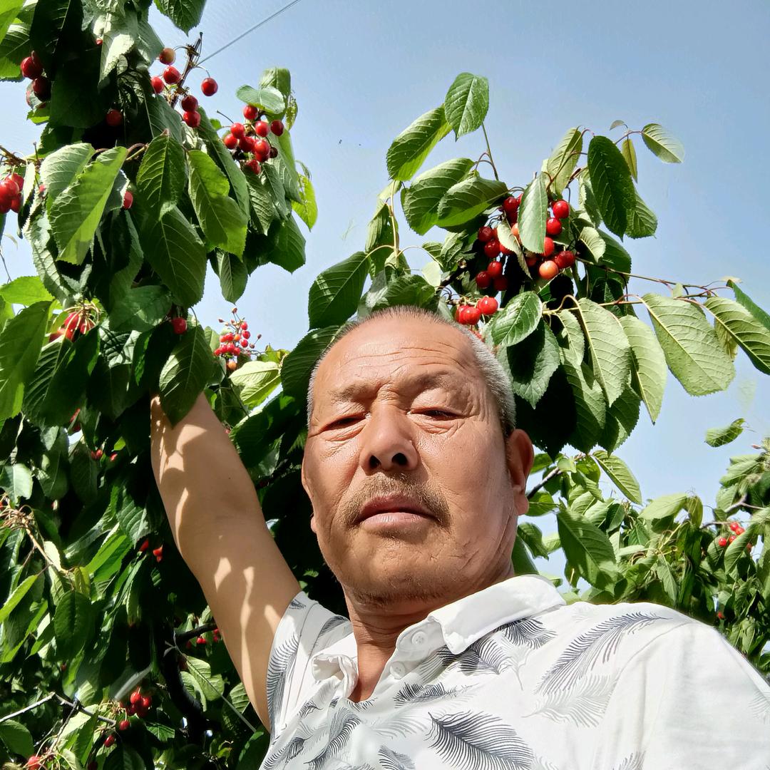 咸阳人大家乐樱桃采摘园