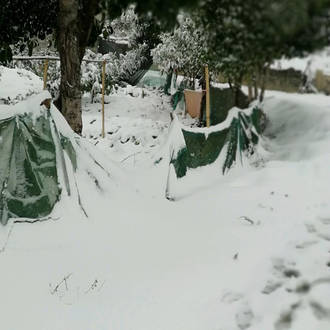 雪地太敏了