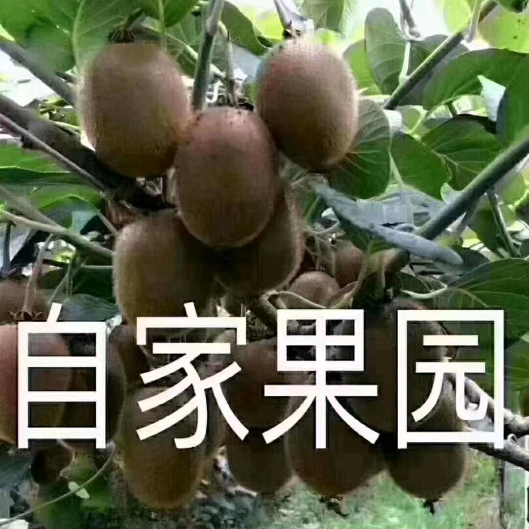 老陈