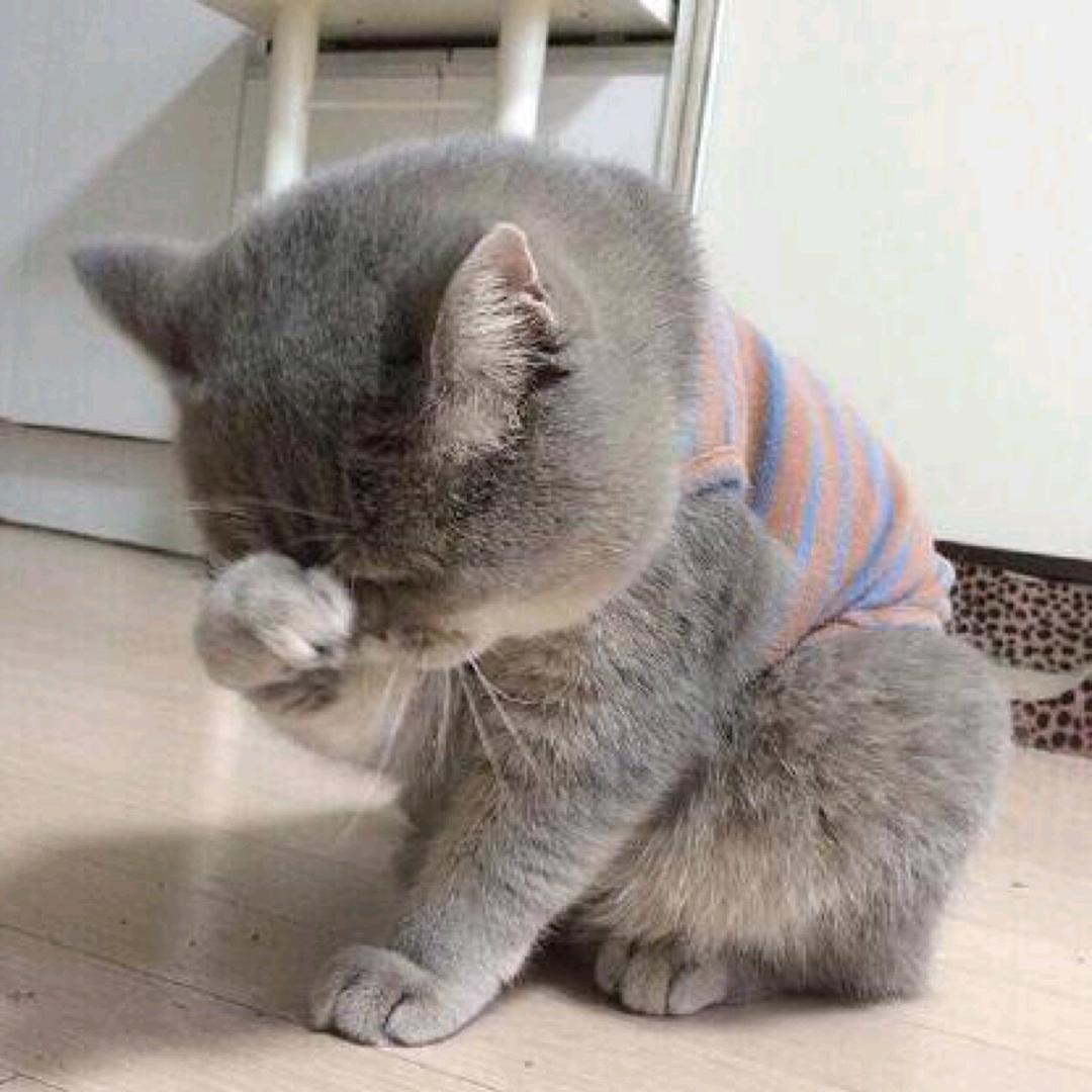 橘座👿