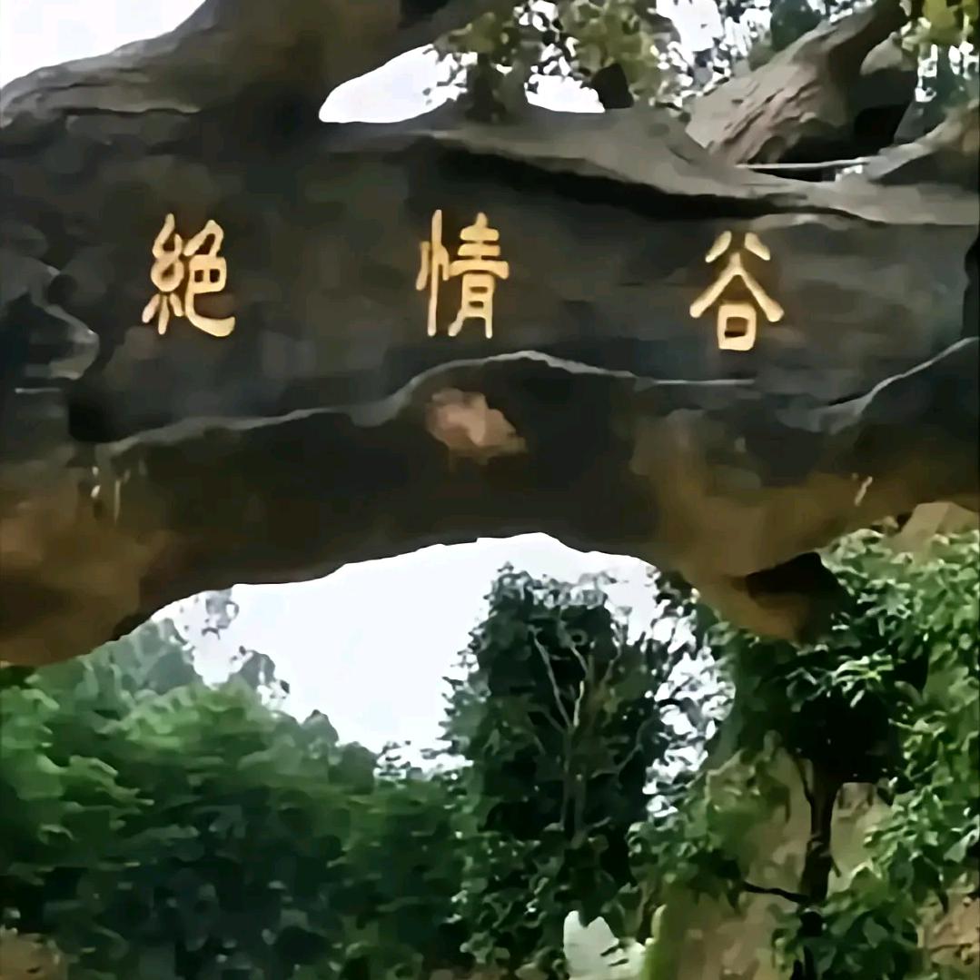 忘情