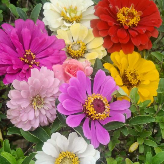 爱江山更爱美人🌺🌷