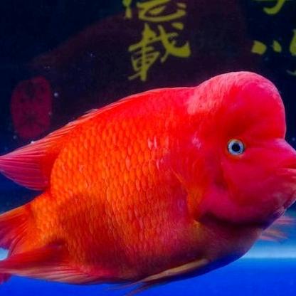 黄武凯（惠来海产）