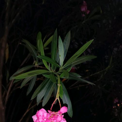 陌上烟雨遥