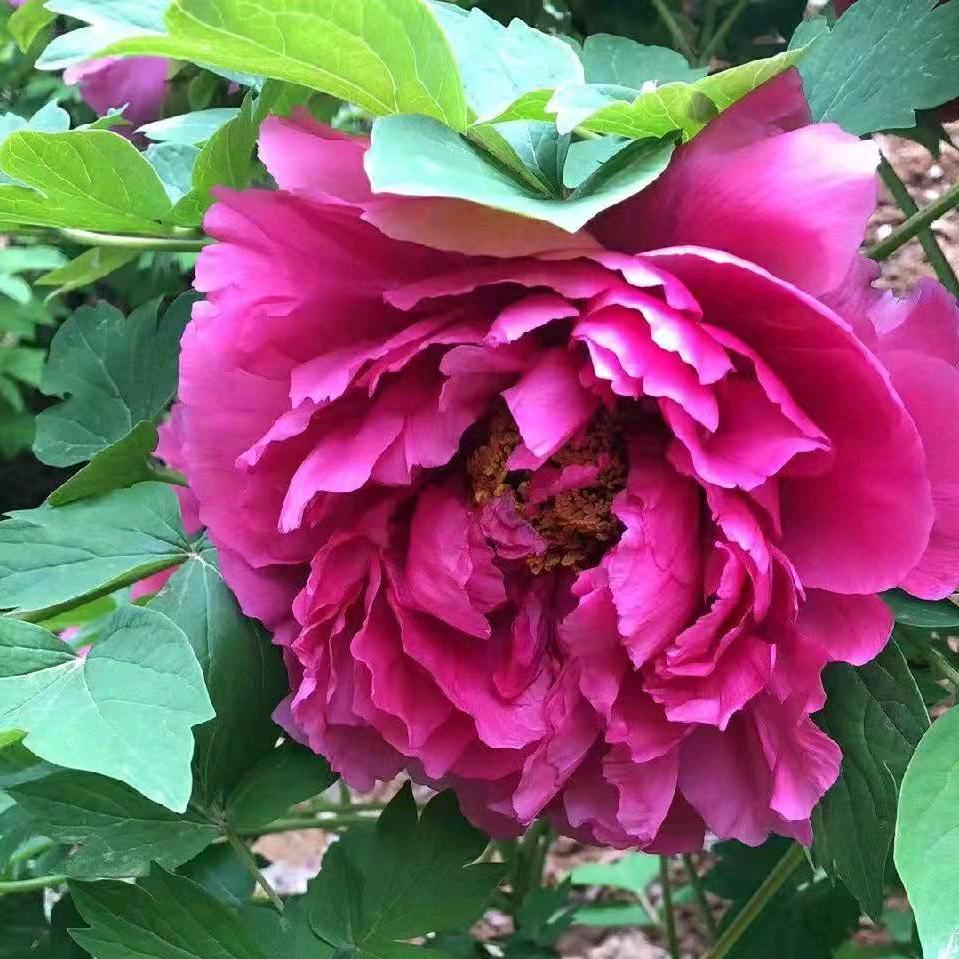 一枝花