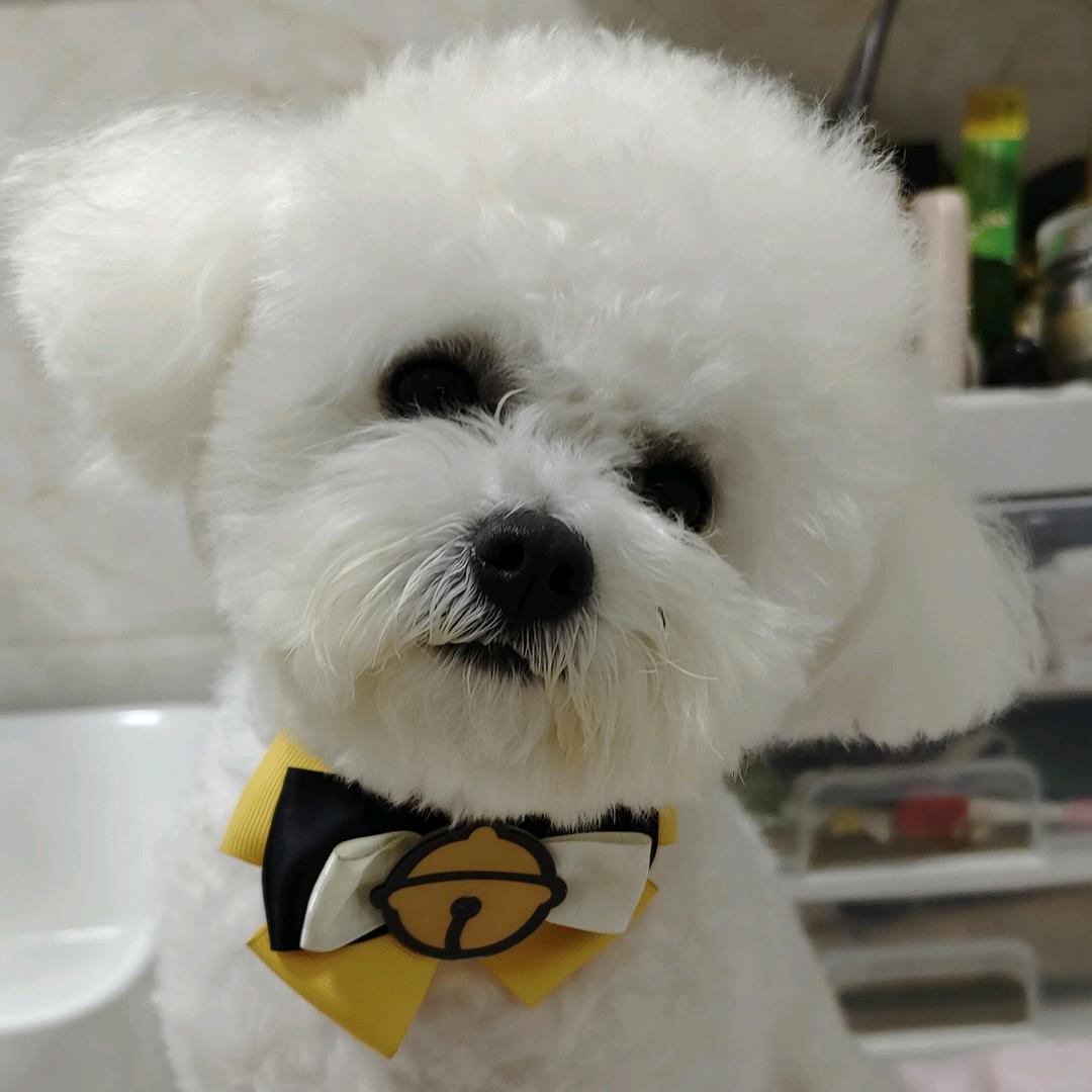 卢卡是只小比熊