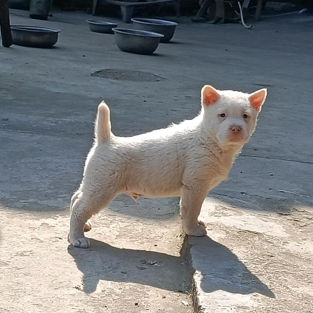 洪平下司犬（田家老鸭汤）