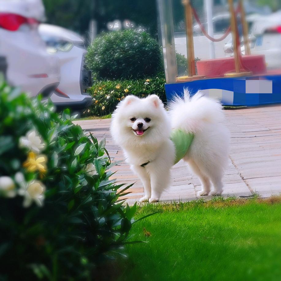 一只可爱⚈₃⚈