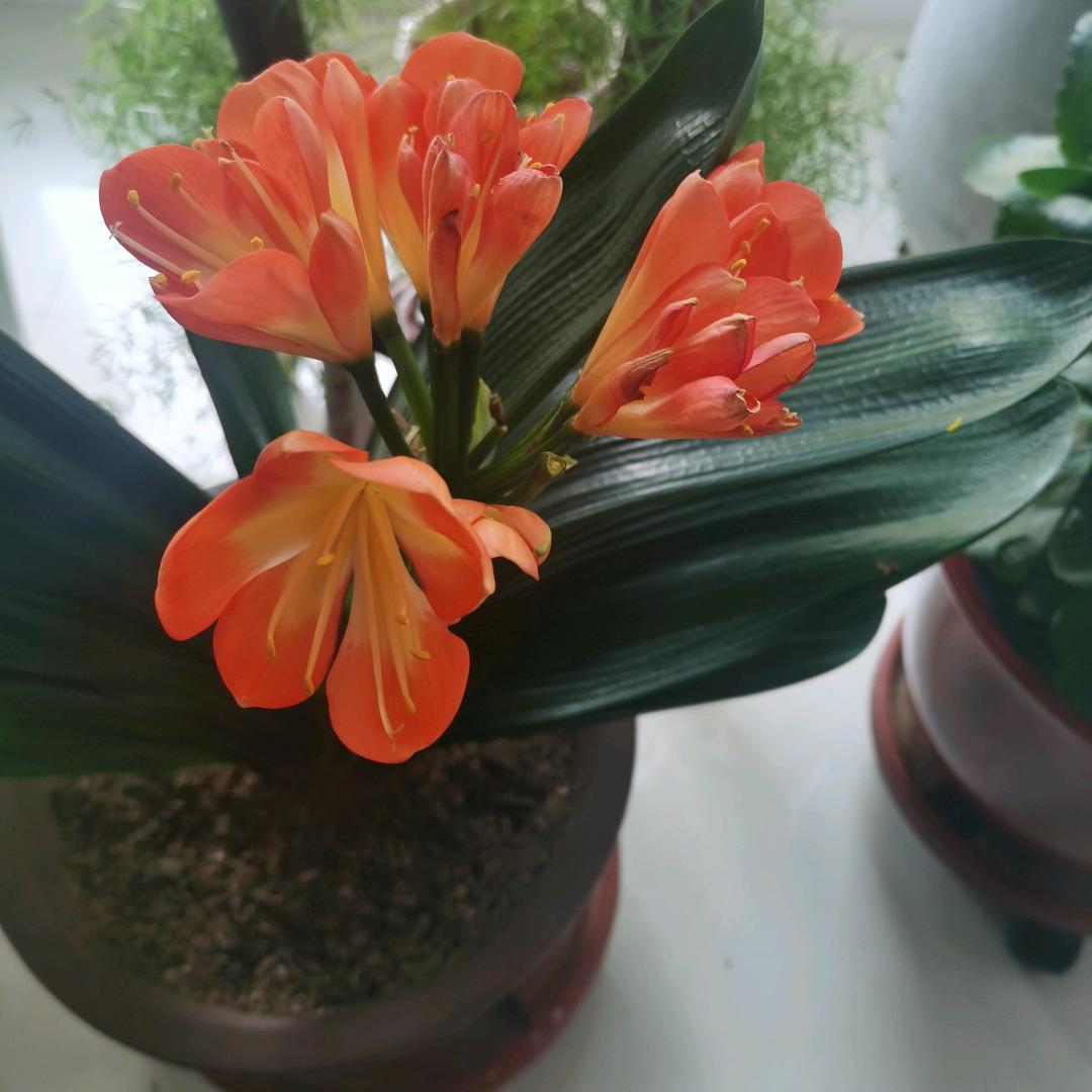 东东