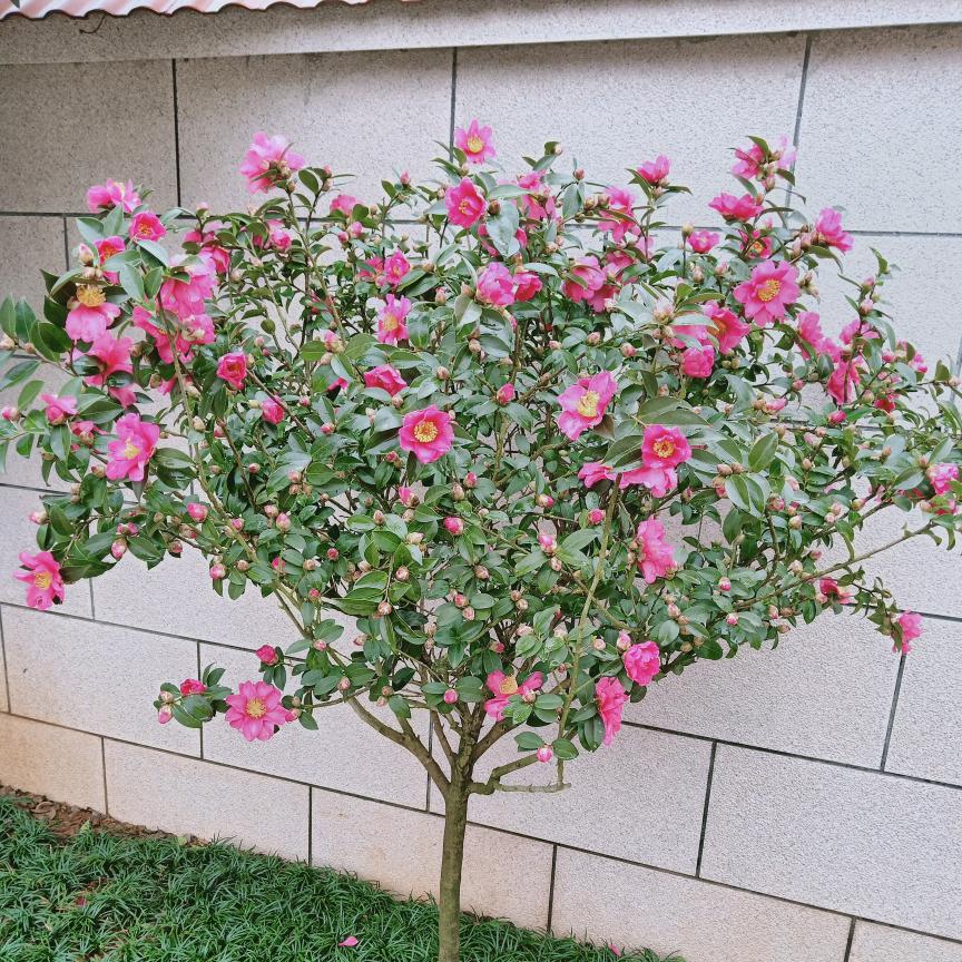 茶花