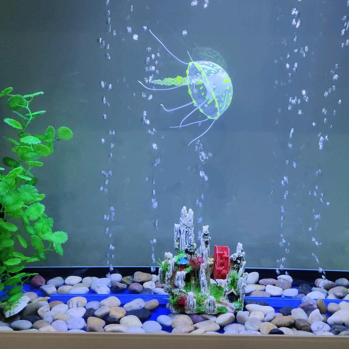 夹乐B海带