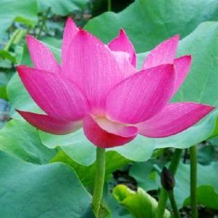云溪风轻