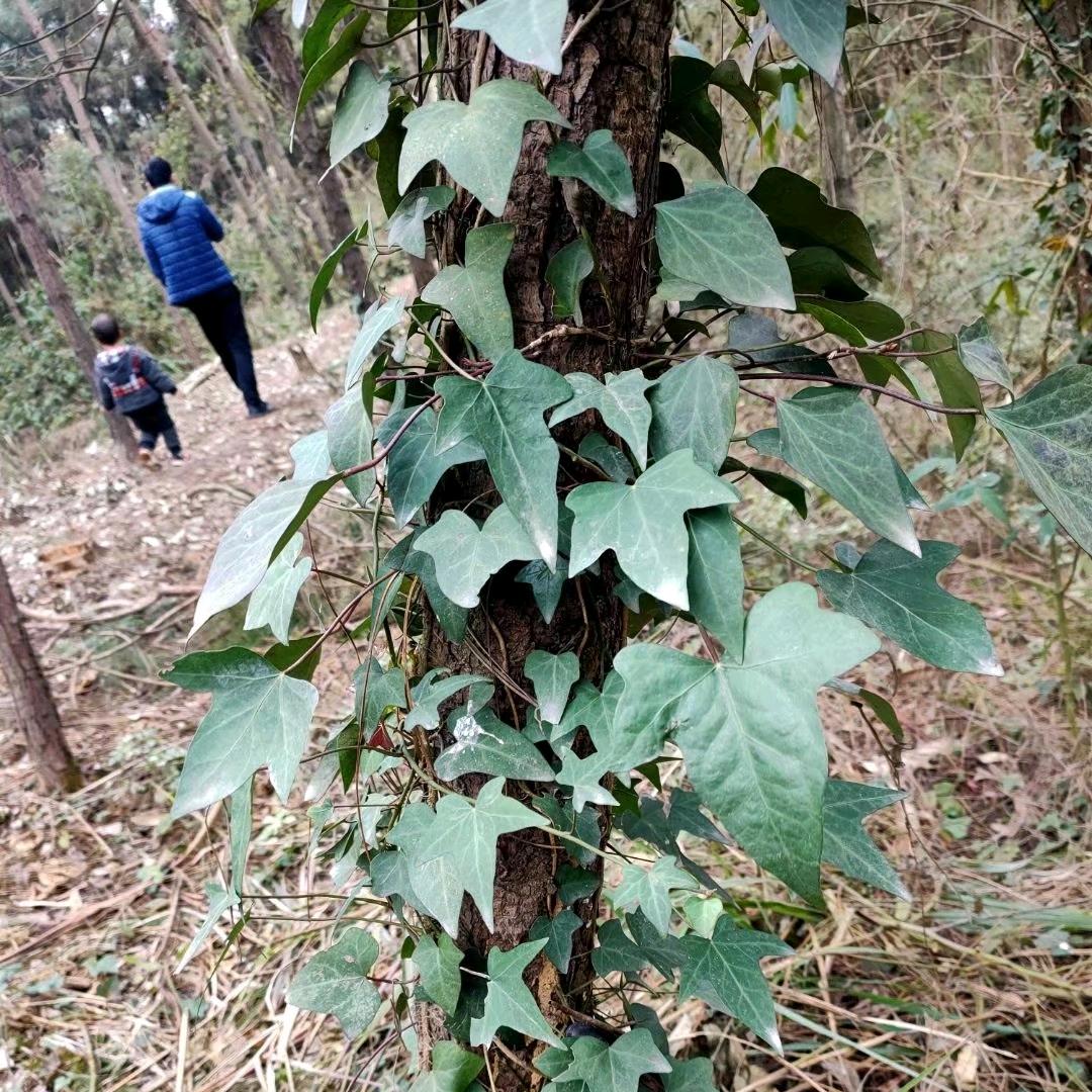 平淡