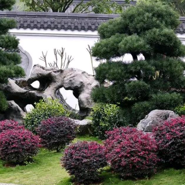 杉洺苗木