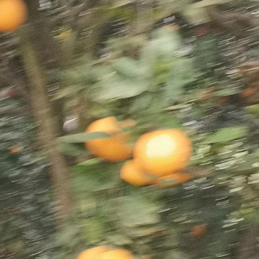 诚信未来