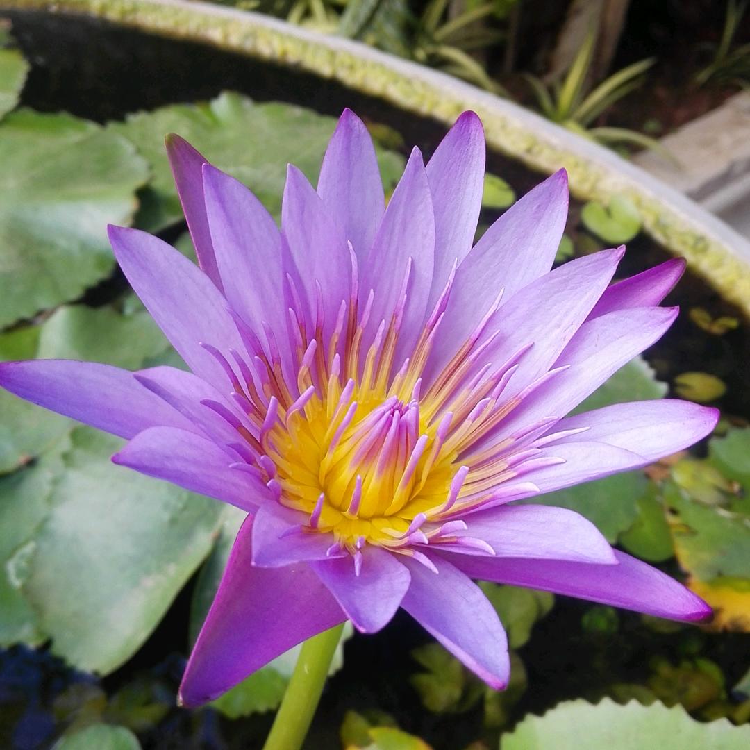 伟