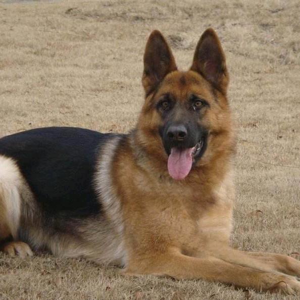 李沧区名犬俱乐部宠物用品