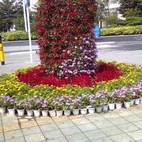 红玫瑰🌹