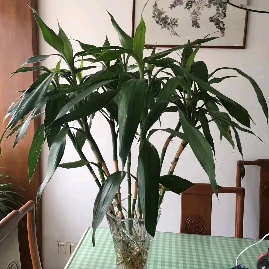 涓涓如玉