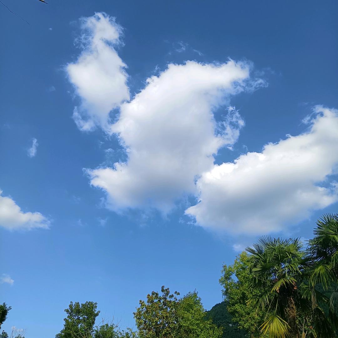 清柚