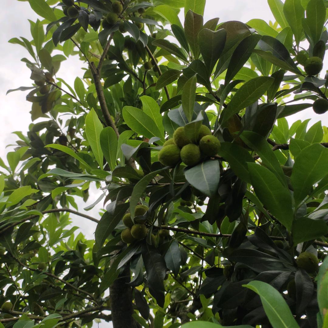 蒋宏种植养殖，机械