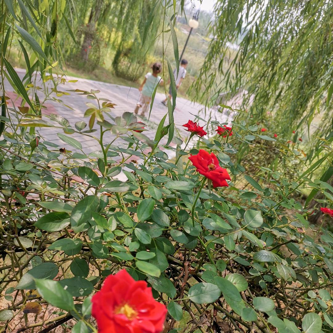 小草～