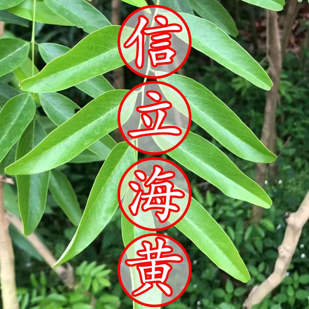 信立海黄基地