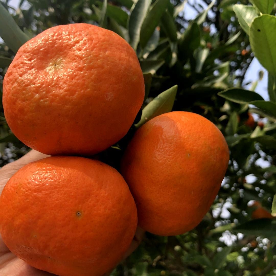 四川资中川红橘（川陈皮）协会