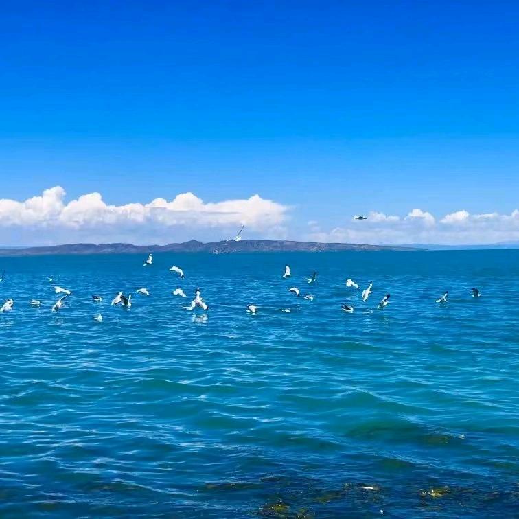 爱丽好物(不定时直播）