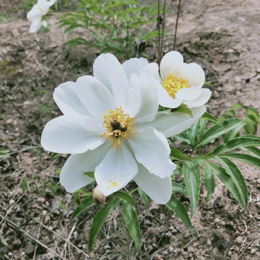 春儿   (月嫂  育儿嫂）