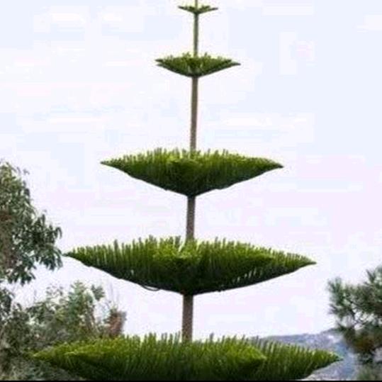 黑玫瑰